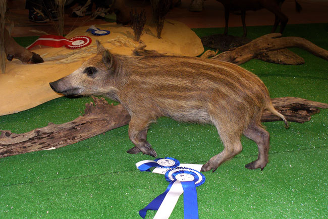 2009-cinghiale